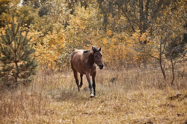 Beautiful Bay Horse Runs Free Autumn Yellow Foliage — Stock Photo, Image