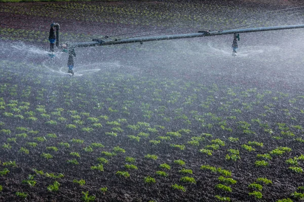 Drenken Van Sapplings Het Veld — Stockfoto