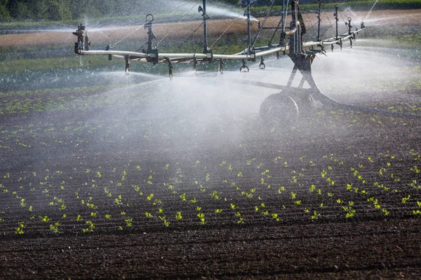 Irrigazione Agricoltura Estate — Foto Stock