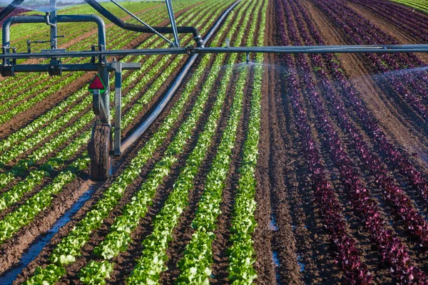 Watering Salad Seedlings Summertime — Stock Photo, Image