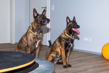 tedavi için bir ofiste bekleyen iki Mallinois köpekler