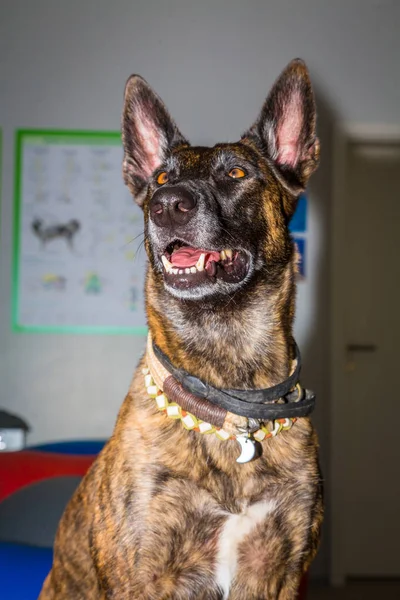 Portresi mallinois çoban köpeği ayrıntılı