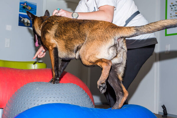 собака учится координации во время терапии в офисе
