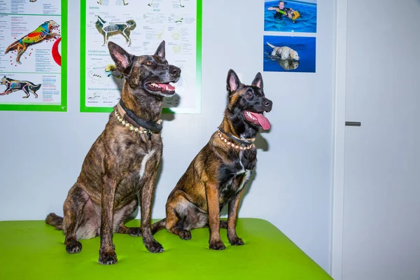 tedavi için bir ofiste bekleyen iki Mallinois köpekler