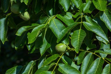 Genç ceviz ve ağaç üzerinde büyüyen leafes