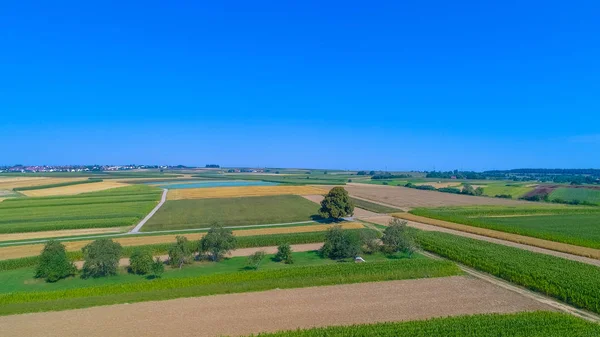 Luchtfoto Van Een Grote Enkele Boom Velden Zomer — Stockfoto