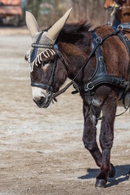bir koç önünde kahverengi aptal