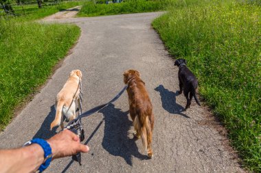 Açık havada yürüyüş sırasında bir leash üzerinde önde gelen som köpekler