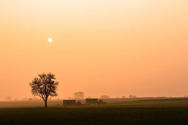 Raccolta Una Mattina Autunno Con Nebbia — Foto Stock