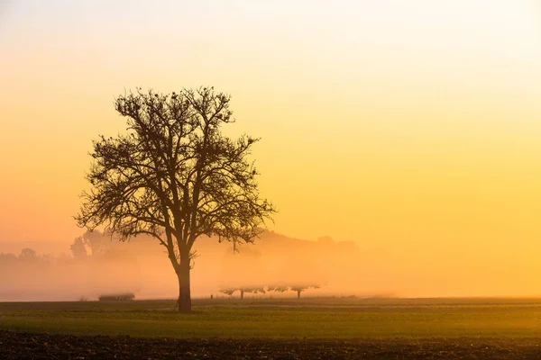 Jabloň Mlhavé Ráno Při Východu Slunce — Stock fotografie