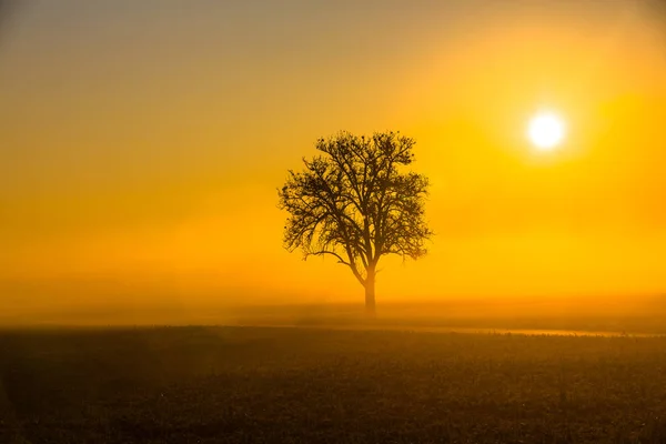Nascer Sol Laranja Com Árvore Outono — Fotografia de Stock