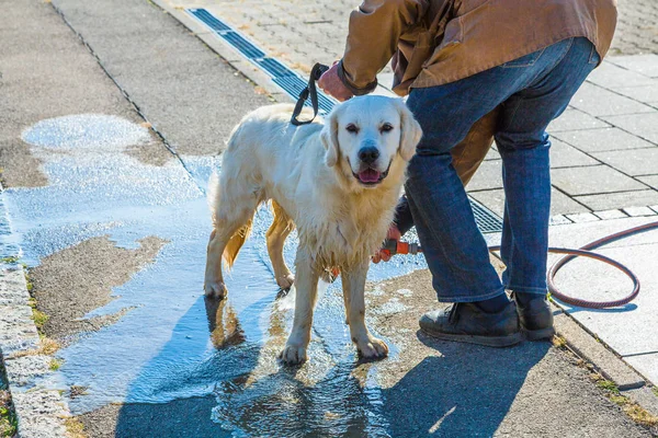 dirty dog gets cleaned after its daily walk