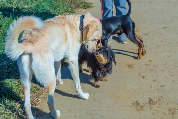 Групповое Поведение Собак Прогулке — стоковое фото