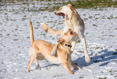 karda oynarken ve fon sahip iki köpek