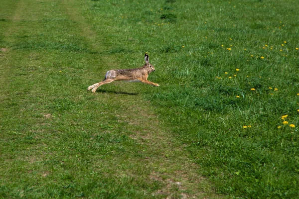 Wild Konijn Loopt Groen Gras Het Voorjaar — Stockfoto