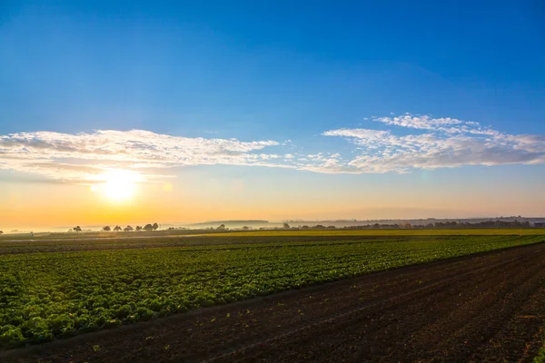 Alba Colorata Sul Campo Insalata Mattino — Foto Stock