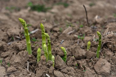 young asparagus shoots on the field