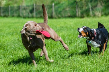 gri labrador çayırda frizbi ile oynuyor