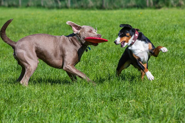 Dois cães de estimação jogar juntos — Fotografia de Stock