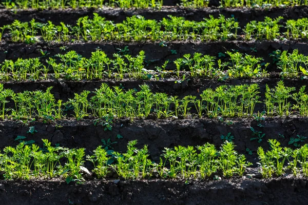 Young carrot plants in the sun — Stock Photo, Image