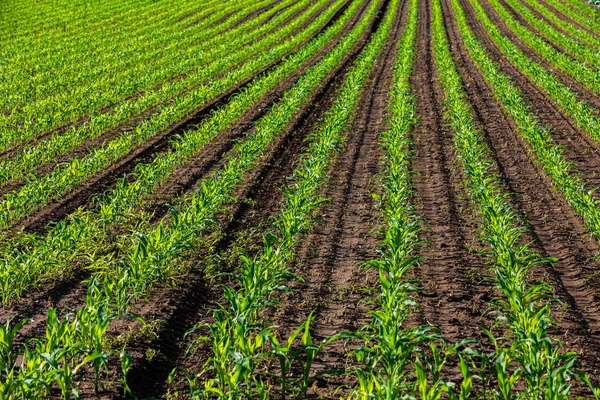 Jeunes plants de maïs qui brillent au soleil — Photo