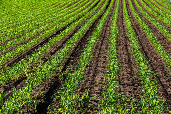 Fiatal kukorica növények ragyogott a napon — Stock Fotó