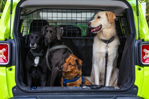bagajda dört köpek