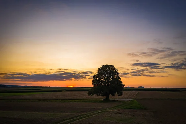 Velký jednolitový strom při západu slunce — Stock fotografie