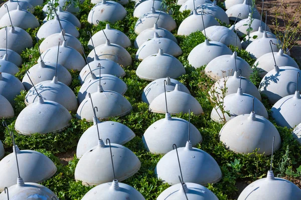 Têtes de salat avec protection sur le terrain — Photo