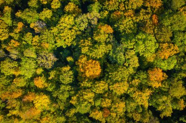 Sonbaharda renkli ağaç tepeleri