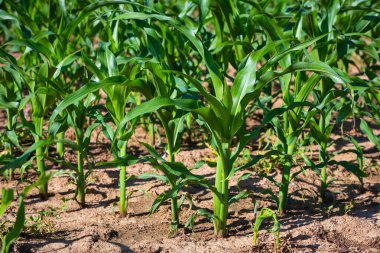Genç mısır fideleri tarlada