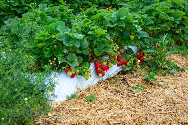 Fresas Maduras Crecen Paja — Foto de Stock