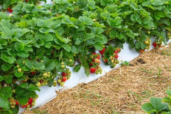 strawberry plants with red fruits on the field