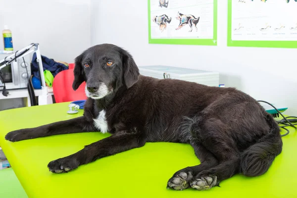 cute black pet dog waits for treatment in hospital