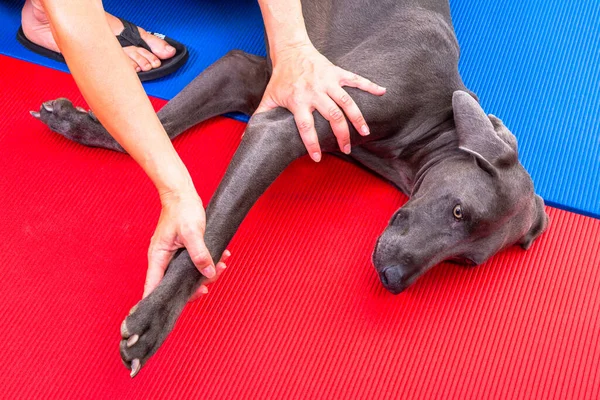 Fizyoterapide bir köpeğin bacağını germek.