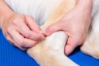 Köpeğin tedavisi sırasında akupunktur iğnesini detaylıca kullanan eller.