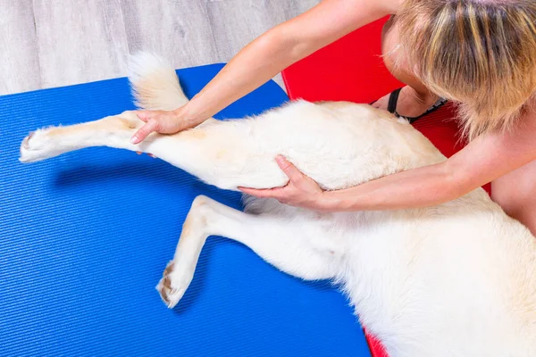 Bir gazi ofisinde yerde yatan bir köpeğin arka bacağının gerilmesi.