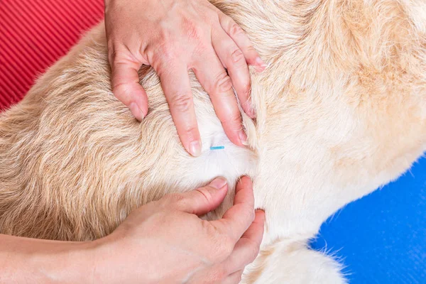 Bir köpeğin kürkünde akupunktur iğnesi