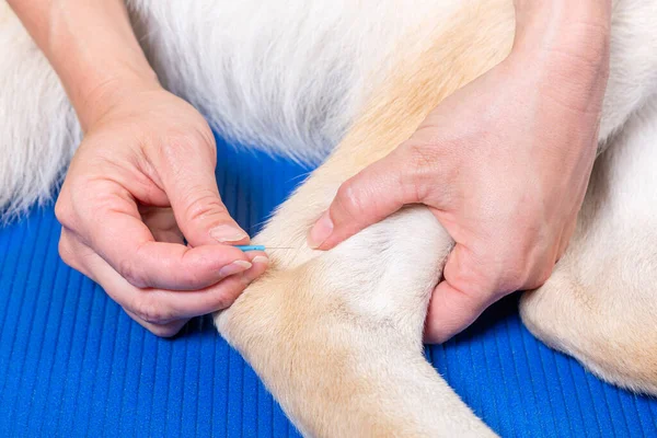 Köpeğin tedavisi sırasında akupunktur iğnesini detaylıca kullanan eller.
