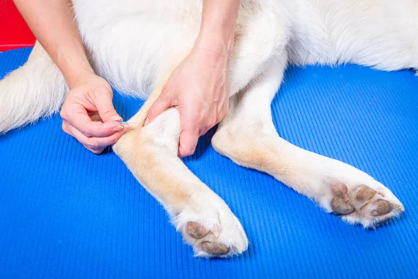 Köpeğin tedavisi sırasında akupunktur iğnesini detaylıca kullanan eller.
