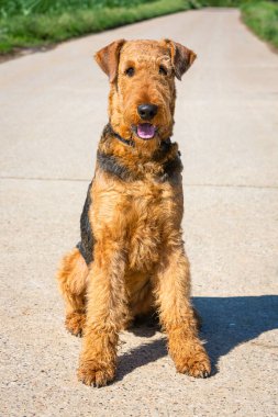 Yakından güzel bir teriyer.