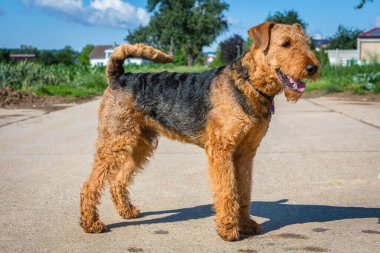 Yakından güzel bir teriyer.