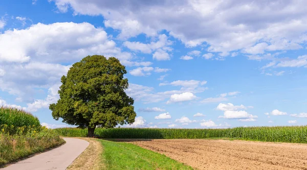 Пейзаж Великим Високим Єдиним Вапняковим Деревом Влітку — стокове фото
