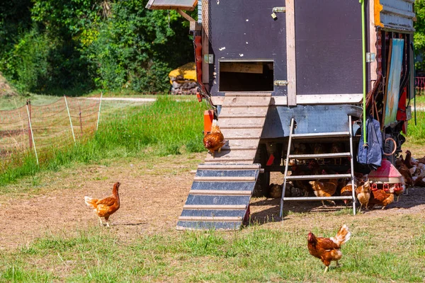 Galinheiro Com Escada Frango — Fotografia de Stock