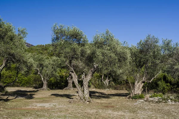 Garten Mit Alten Olivenbäumen — Stockfoto