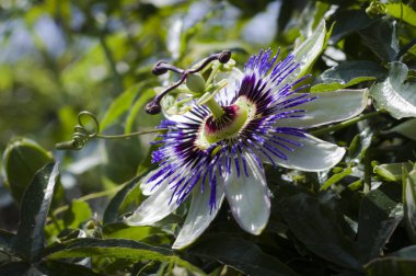 Passiflora hacimsel çiçek düşündüm.