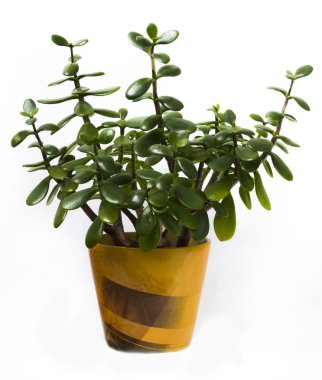 Yeşim bitkisi ovata beyaz zemin üzerine sarı tencerede. İzole houseplant.