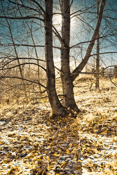 Giornata Sole Autunnale Con Foglie Gialle Cielo Azzurro — Foto Stock