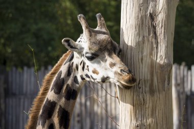 Bir portre zürafa hakkında bir ağaç kaşınıyor ve bu nibbles.