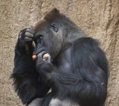 Goril havuç yiyor ve hisse senedi elinde tutan.